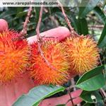 نفلئوم - Nephelium echinulatum